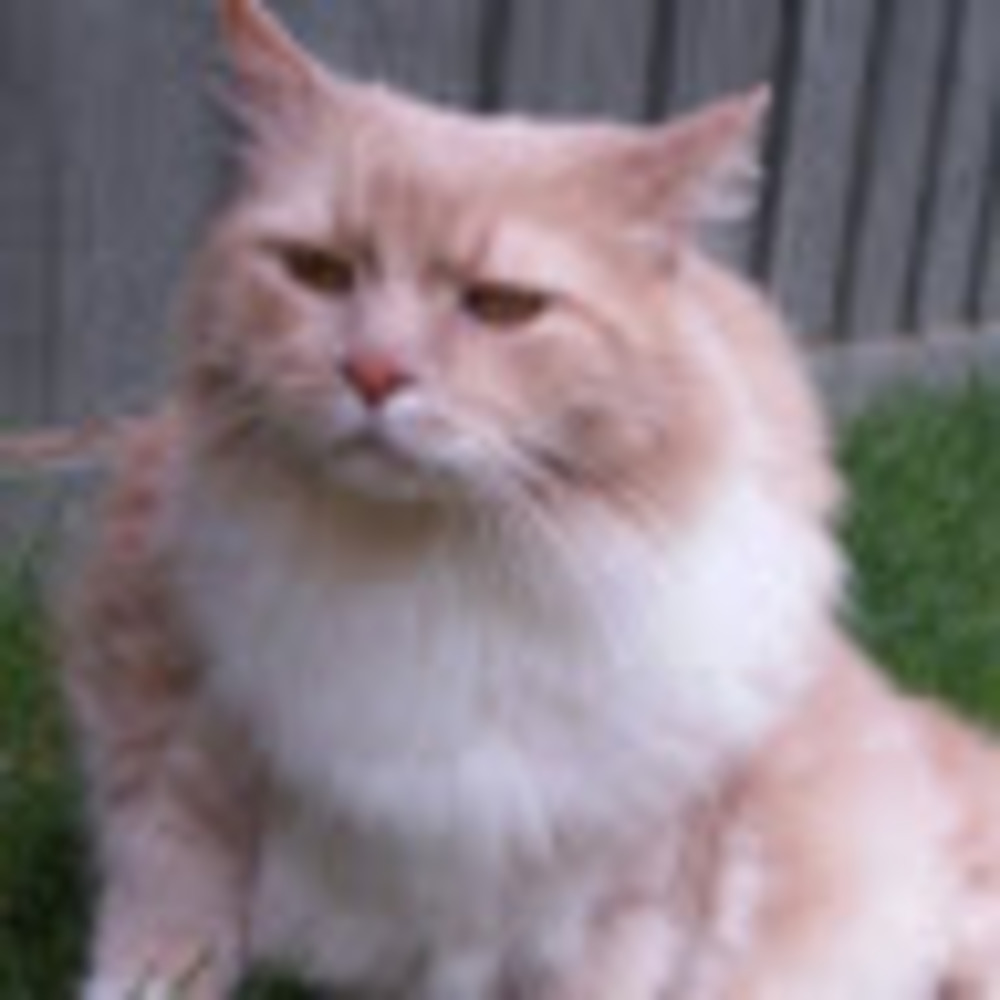 Meet your Posher, Tamjo